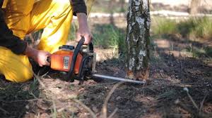 Best Arborist Consultation Services  in Fort Pierce South, FL