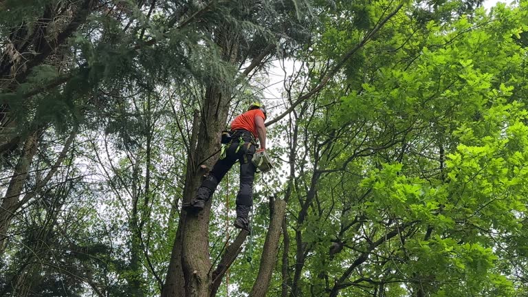 Best Tree Health Inspection  in Fort Pierce South, FL