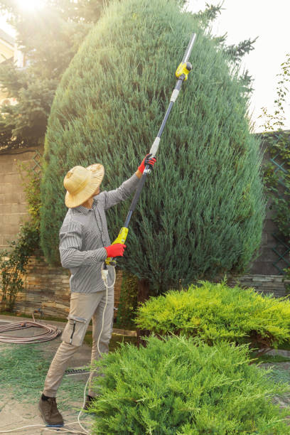 Best Palm Tree Trimming  in Fort Pierce South, FL