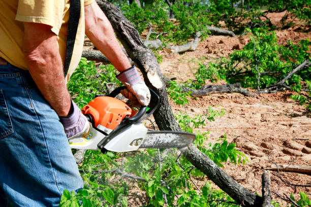 Why Choose Our Tree Removal Services in Fort Pierce South, FL?